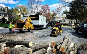 How Our Tree Care Process Works  in Englewood Cliffs, NJ